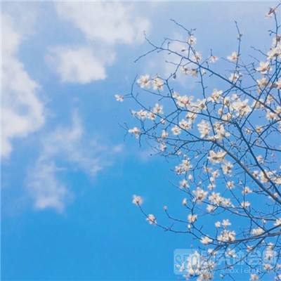 斗魂传bt版下载